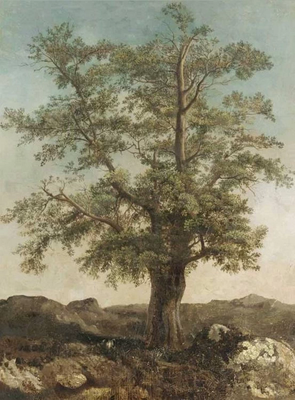Albero